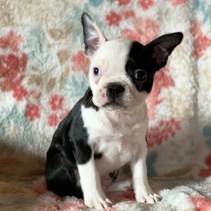 Boston Terrier Puppy Dice