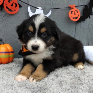 Australian Shepherd Puppy Dezi