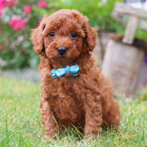 Poodle Puppy Kyle