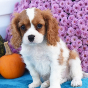 Cavalier King Charles Spaniel Puppy Boomer