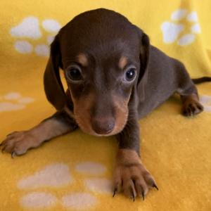 Dachshund Puppy Twix