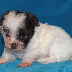 Miniature Schnauzer Puppy Mikey