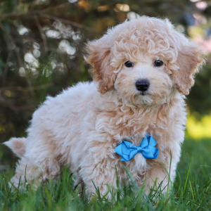 Bichonpoo Puppy Gage
