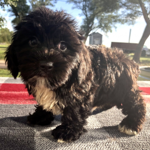 Yorkiepoo Puppy Patch