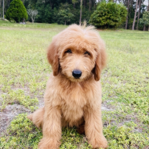 Goldendoodle Puppy Scott