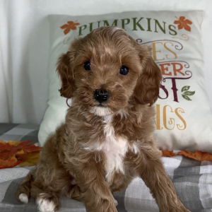 Cavapoo Puppy Tonya