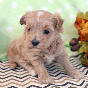 Maltipoo Puppy Shantay
