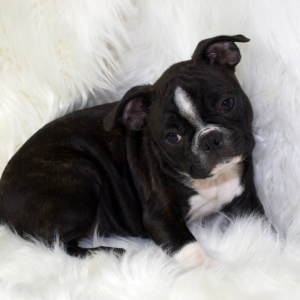 Boston Terrier Puppy Lucy