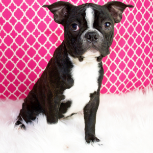 Boston Terrier Puppy Lucy
