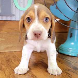 Beagle Puppy Paisley