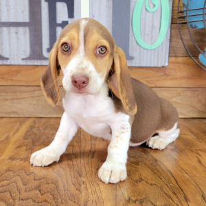Beagle Puppy Paisley