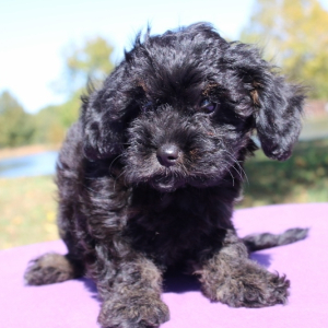 Cavapoo Puppy Barbie