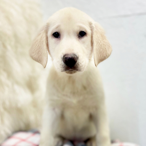 Labrador Retriever Puppy Sanjay