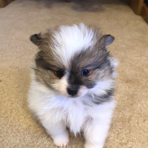 Pomeranian Puppy Zena