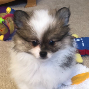 Pomeranian Puppy Zena