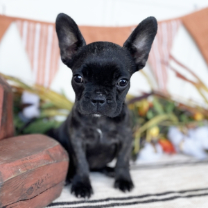 French Bulldog Puppy Stella