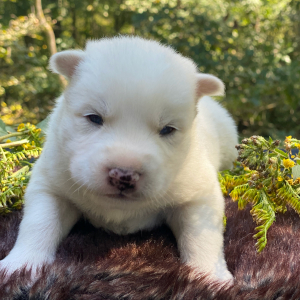 Pomsky Puppy Aleu