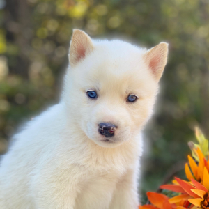 Pomsky Puppy Aleu
