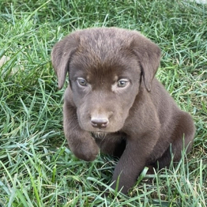 Labrador Retriever Puppy Duke
