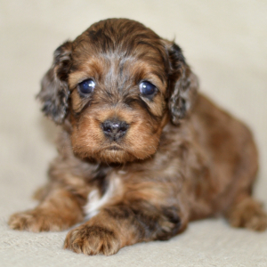 Cockapoo Puppy Nola