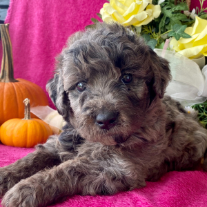Goldendoodle Puppy Gunner