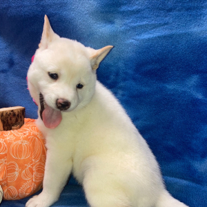 Shiba Inu Puppy Seina