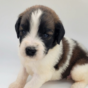 Saint Berdoodle Puppy Spresso