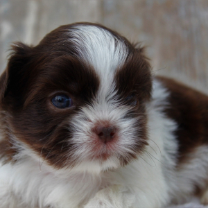 Shih Tzu Puppy Tim