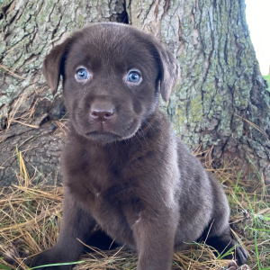 Labrador Retriever Puppy Jenny
