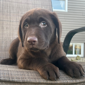 Labrador Retriever Puppy Jenny