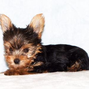 Yorkshire Terrier Puppy Gordon