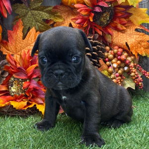 French Bulldog Puppy Hunter