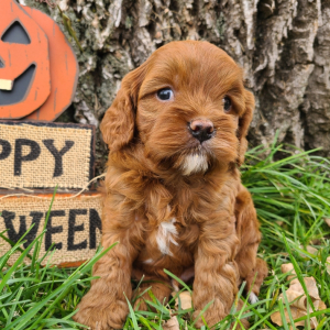 Cavapoo Puppy Clyde