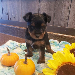 Yorkshire Terrier Puppy Charlie