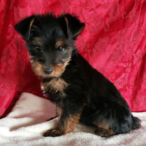 Yorkshire Terrier Puppy Charlie