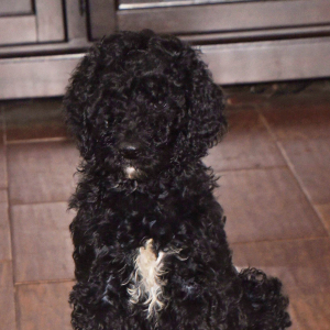 Poodle Puppy Alvin