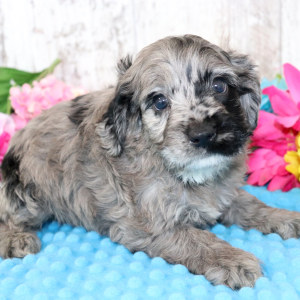Cockapoo Puppy Marshall