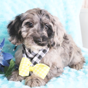 Cockapoo Puppy Marshall
