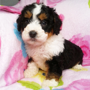 Bernedoodle Puppy Whitney