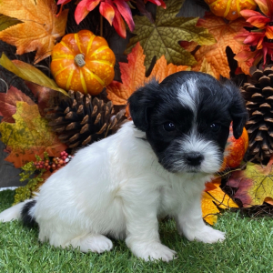 Shichon Puppy Norma