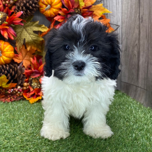 Shichon Puppy Norma