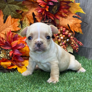 French Bulldog Puppy Rita