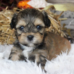 Shihpoo Puppy Winston