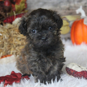 Shihpoo Puppy Carson