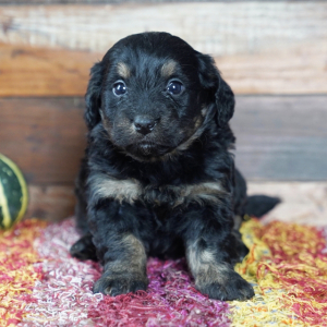 Bernedoodle Puppy Etsy