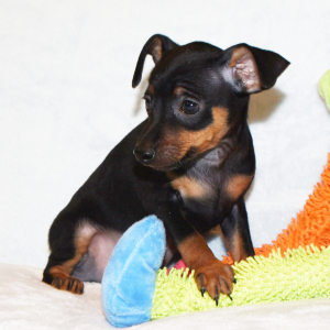 Miniature Pinscher Puppy Logan