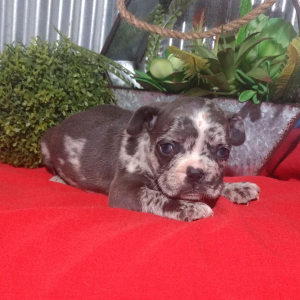 French Bulldog Puppy Drew