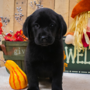 Labrador Retriever Puppy Naomi