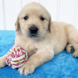 Golden Retriever Puppy Rachel