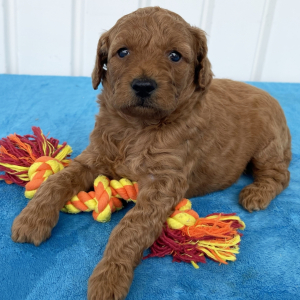 Goldendoodle Puppy Violet